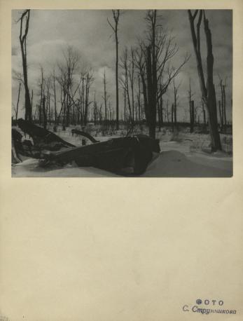 Обложка книги Выжженный лес Фотография