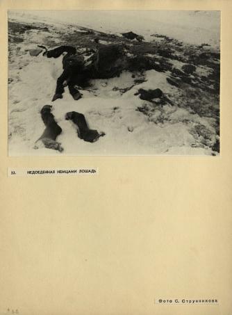 Обложка книги Недоеденная немцами лошадь Фотография