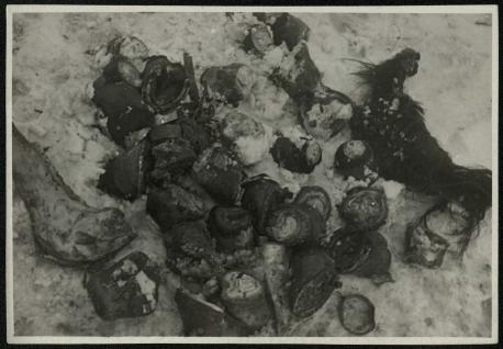 Обложка книги Остатки съеденных немцами лошадей Фотография